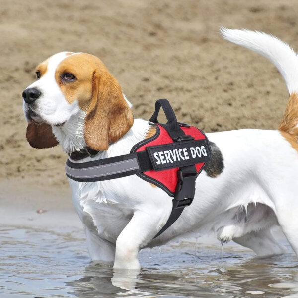 CUSTOM NAME & ID DOG HARNESS - 图片 7